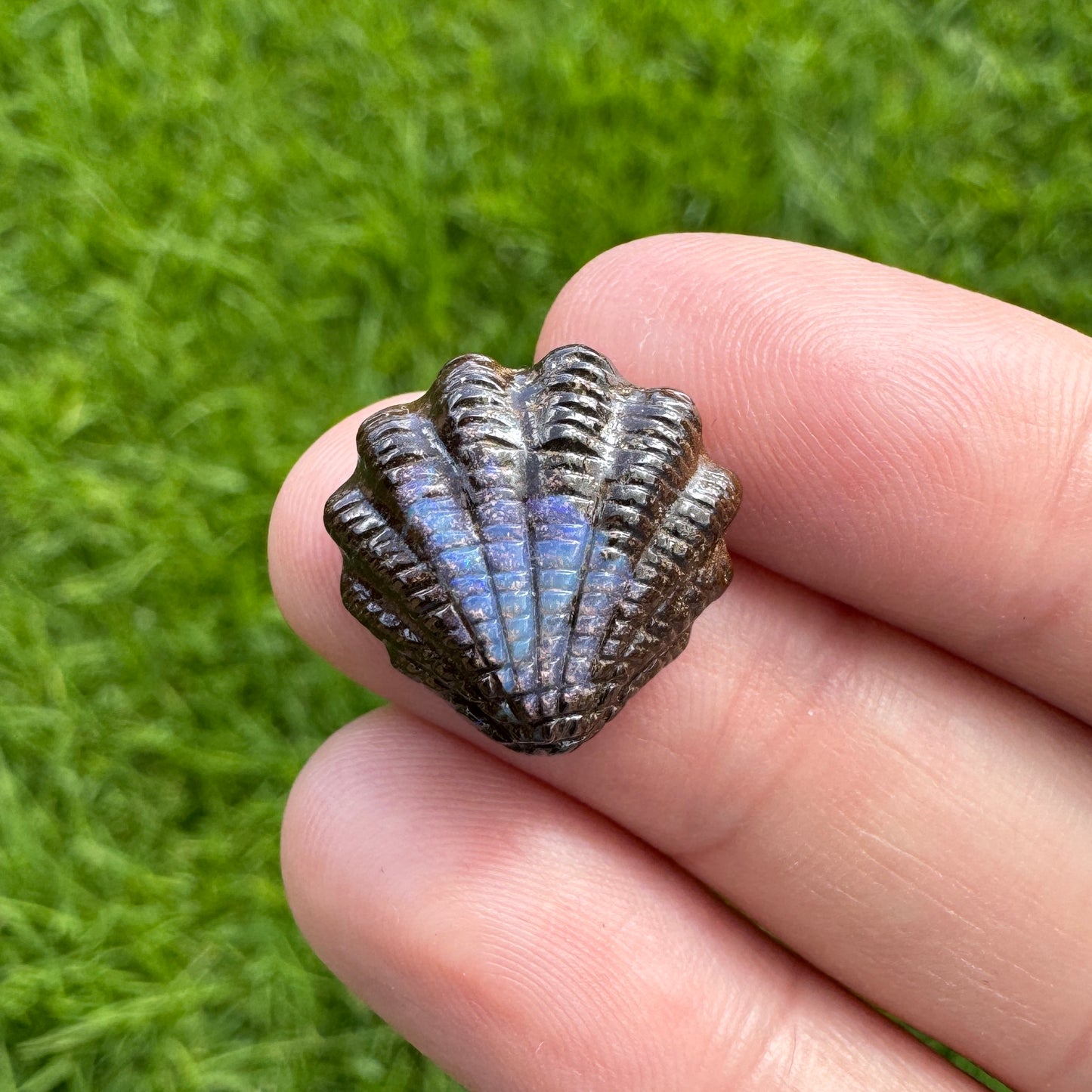 10.24 Ct fan shell boulder opal carving