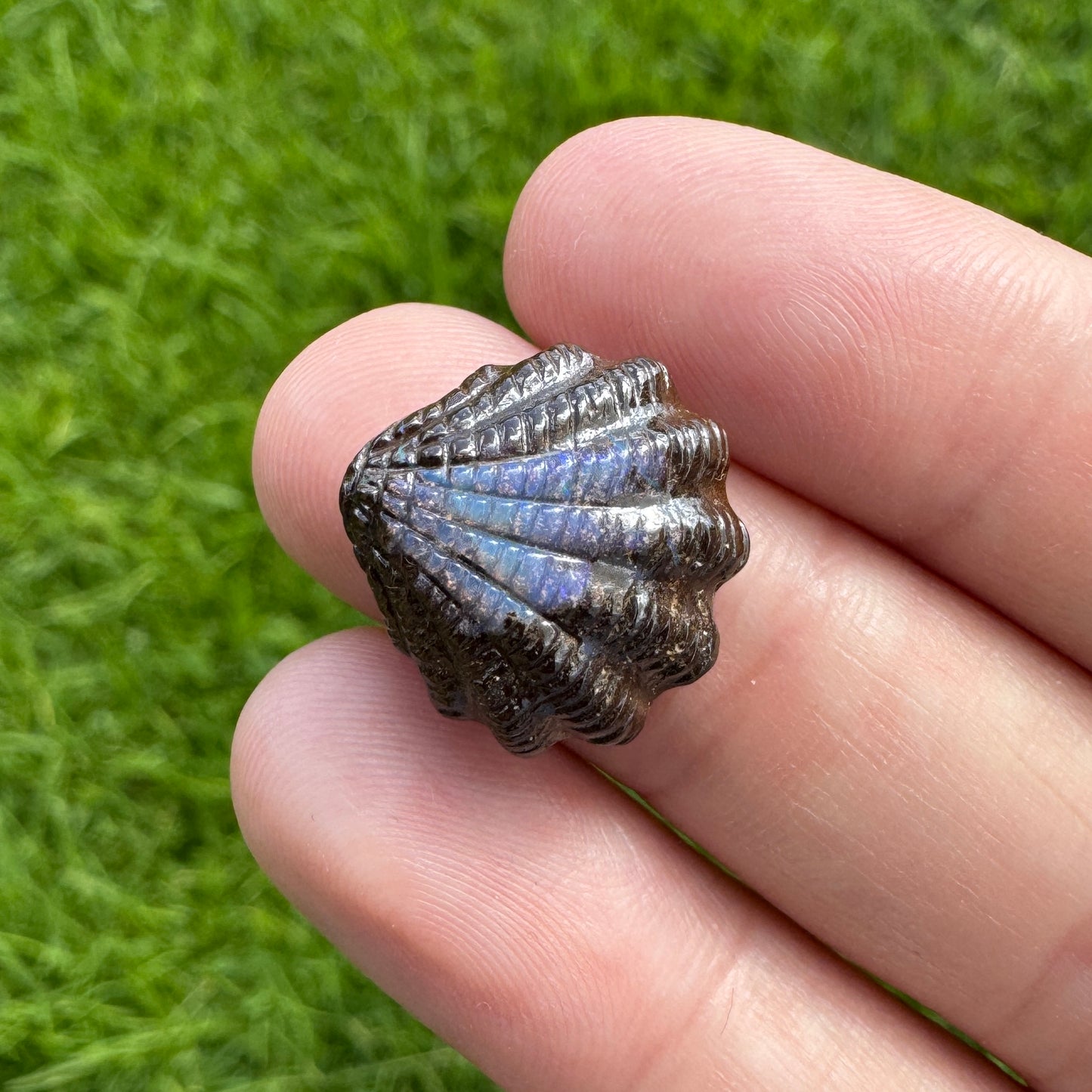10.24 Ct fan shell boulder opal carving