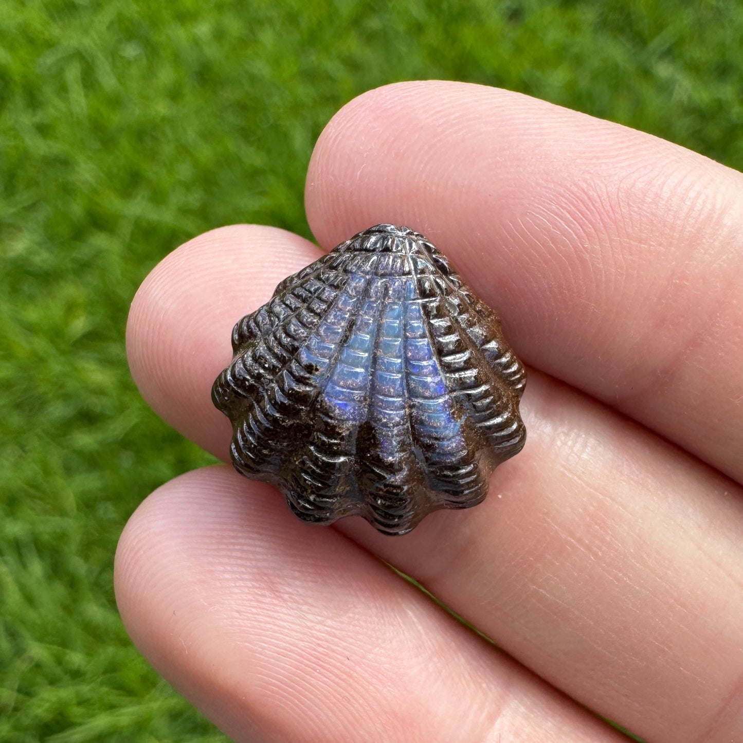 10.24 Ct fan shell boulder opal carving